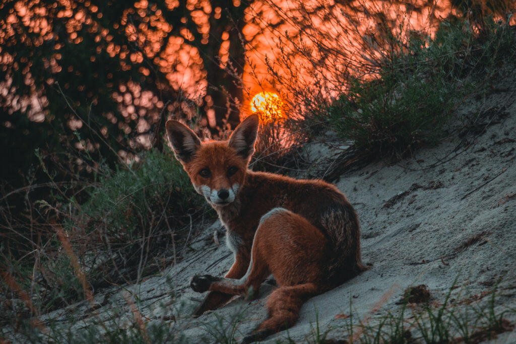 Куршская коса Калининград